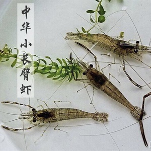 观赏虾河虾青虾长臂虾大眼贼虾淡水活体可食用虾冷水即可新品包邮