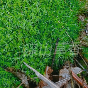 金发苔藓
