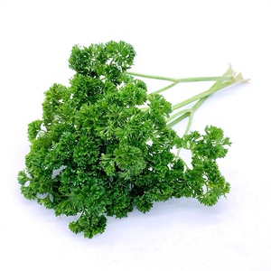 秧满田 新鲜 荷兰芹 反西 蕃茜 法香250g酒店西餐摆菜盘餐桌装饰