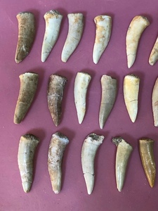 爪齿鱼化石图片