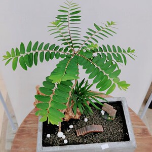 盆景植物叶下珠意境盆栽花卉客厅书房室内微观绿植四季常青好养活