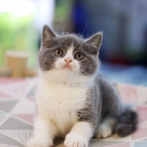徐州蓝白英短折耳猫 纯种英国短毛猫 正八脸矮脚幼猫宠物猫活体