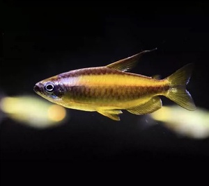 黄金刚果二线包邮超大南美观赏鱼黄金刚果热带鱼灯鱼包损包邮