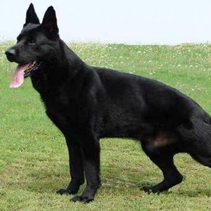 东德牧羊犬幼犬纯种黑德牧纯种东德牧羊犬活体东德牧羊犬活体纯种