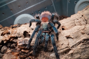 巴西蓝丝绒捕鸟蛛幼体 1厘米