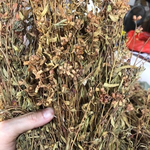 金香炉中草药大香炉500克 天香炉中药材小金钟 金石榴 新鲜干货
