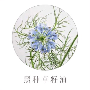 孟加拉有机野生黑种草籽油 冷榨4%精油 脱味批次 超捷克黑枯茗籽