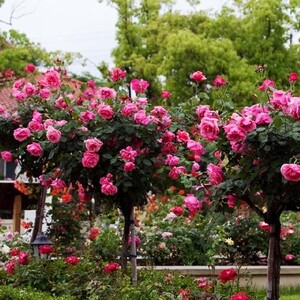 棒棒糖月季/树月 双色嫁接树桩月季 花卉绿植物花园庭院盆栽地栽