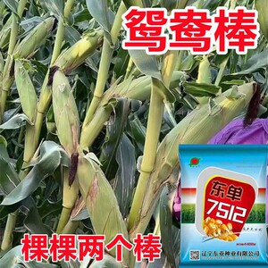 矮杆双胞胎玉米种子大全双国审双棒高产大棒苞米南方北方
