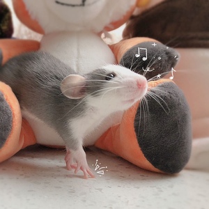 花枝鼠 花枝鼠幼崽 宿舍宠物 小宠可挑选飞象耳 萌宠