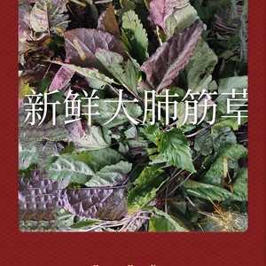 新鲜大肺筋草大肺心草大肺经草中草药材半边钱反背红500克