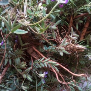野生新鲜地丁甜紫花小米口袋老鼠布袋全草干品