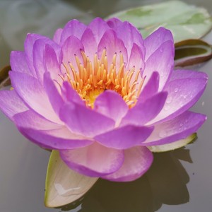 诗丽吉皇后中型跨亚属耐寒睡莲水生花卉水面绿化紫色睡莲包对版