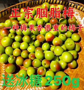 胭脂红梅果新鲜现摘诏安3斤野生高山大果酸青梅子泡梅酒精选水果