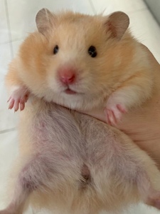 家养长毛金丝熊仓鼠幼崽活体纯银蜜色眼线杂银波利活体温顺可上手