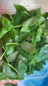 0015人付款淘宝新鲜石斛苗野菜白灼石斛苗酒店特色野菜 石斛苗250g一