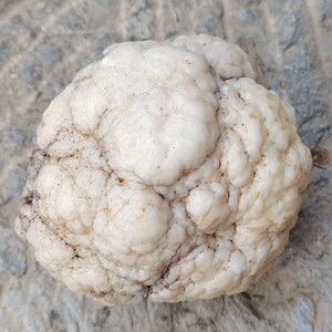 天然皮色象形观赏奇石戈壁玛瑙原石沙漠漆埃及蛋白玛瑙菜花型玛瑙