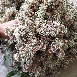 贵州特产纯天然野生黄米饭花密蒙花染饭花黄色糯米黄花饭植物染料