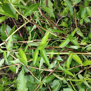 新鲜野生鸭跖草 竹叶草 竹节菜 淡竹叶 麦粒肿 翠蝴蝶500g 包邮