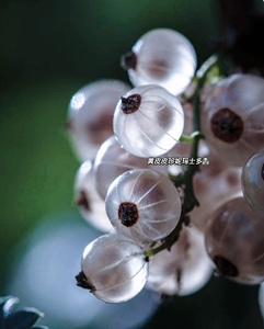 白色醋栗 透明醋栗 稀有浆果新种3粒