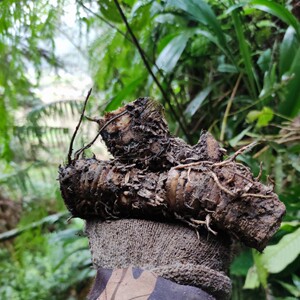新鲜大叶仙茅猴子包头竹灵芝野棕 大地棕野生中药材根部500克草药