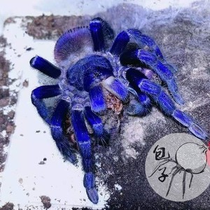 新手入门推荐巴西大蓝蛛颜色鲜艳温顺好养