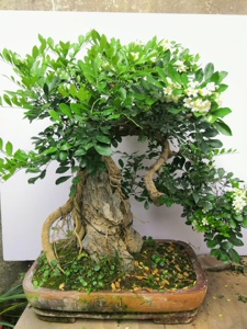九里香抱石盆景造型老桩实物开花香四季常青绿植盆栽