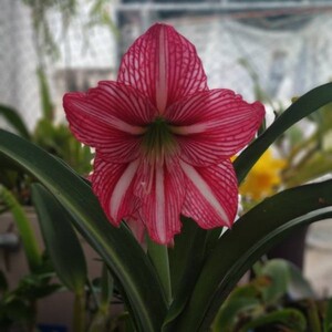 日本肋线朱顶红九月玫瑰线中球