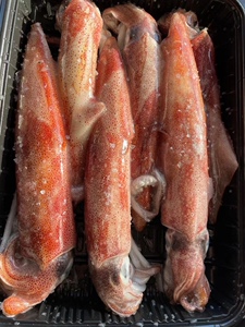 无泡水大鱿鱼鲜活渔船速冻新鲜海鲜笔管鱼小大枪乌贼章鱼海兔子