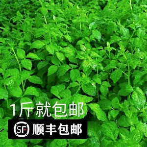 恩平簕菜苦刺心新鲜野菜白簕鲜嫩勒菜三加叶原生态菜绿色蔬菜直销