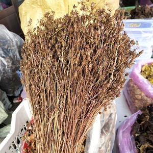 大兴安岭野生鹿心草 鹿含草鹿衔草 稳心草 归心草