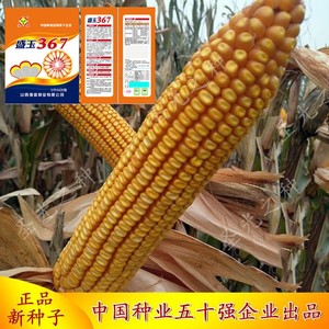 【高产玉米杂交种超级玉米种】高产玉米杂交种超级玉米种品牌,价格