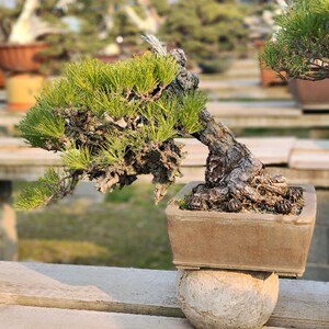 悬崖造型日本进口锦松 八房锦松盆栽 爆皮黑松盆景 锦松盆栽