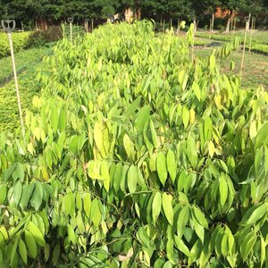 正宗铁力木树苗 云南珍稀名贵铁梨木铁栗木小苗庭院盆景地欧洲p款