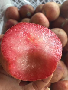 【澳洲凤凰李】澳洲凤凰李品牌,价格 - 阿里巴巴