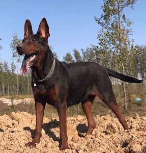 莱州红犬幼犬纯种莱州红犬苏联红犬幼犬活体中国红犬巨型狼狗幼崽