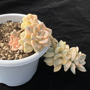 美杏锦 悬崖老桩 一物一拍 精品多肉植物 尚栽花店优选