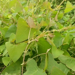 现采野生杠板归新鲜蛇倒退现挖河白草刺头犁老虎利猫爪刺蛇牙草