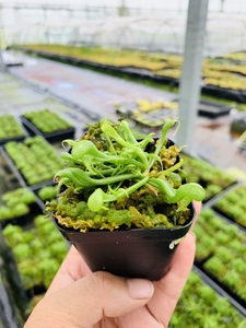 眼镜蛇瓶子草食虫植物食虫草捕虫堇高端收藏推荐绿植萌物