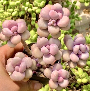 桃蛋多肉一物一拍