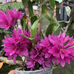 姬美石斛水莲稀有名贵兰铁皮枫斗花卉盆栽绿植庭院清新顺丰包邮