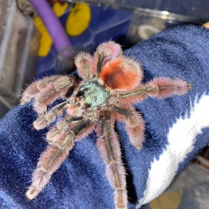 油彩粉红趾蜘蛛温顺粉趾类蜘蛛活体宠物蜘蛛1.5-15厘米左右