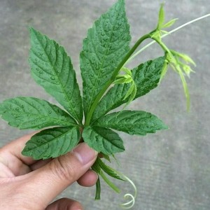 绞股蓝晒干养心安神解酒解毒止咳去痰降血糖降3高五叶500克包邮