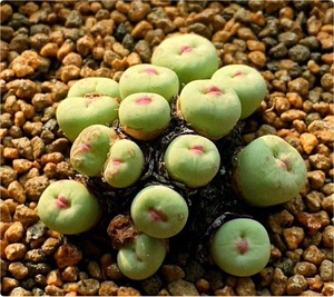 肉锥小红嘴 1380b 1脱苗