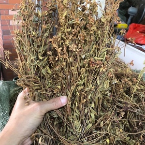 金香炉中草药大香炉500克 天香炉中药材小金钟 金石榴 新鲜干货