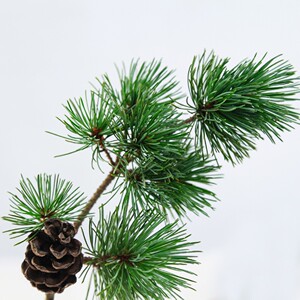 日本五针松水养枝条网红室内懒人花插艺术ins净化空气顺丰包邮