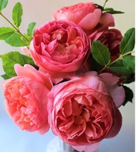 博斯科贝尔月季