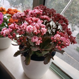 长寿花 切花精品 粉蜡笔 枝条(顶芽)(满18发货)