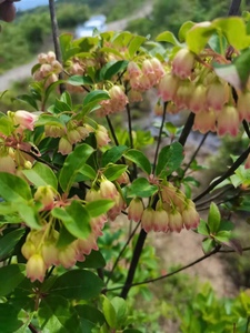 吊钟花盆栽植物花卉大型绿植高1-15米,满树带花苞