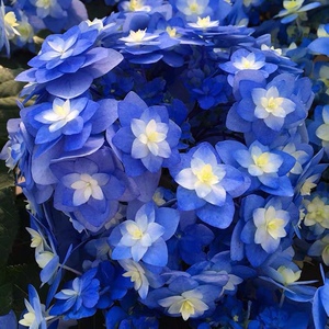 绣球小院 筑紫之风 绣球小苗,绣球花     满四棵包邮江浙沪